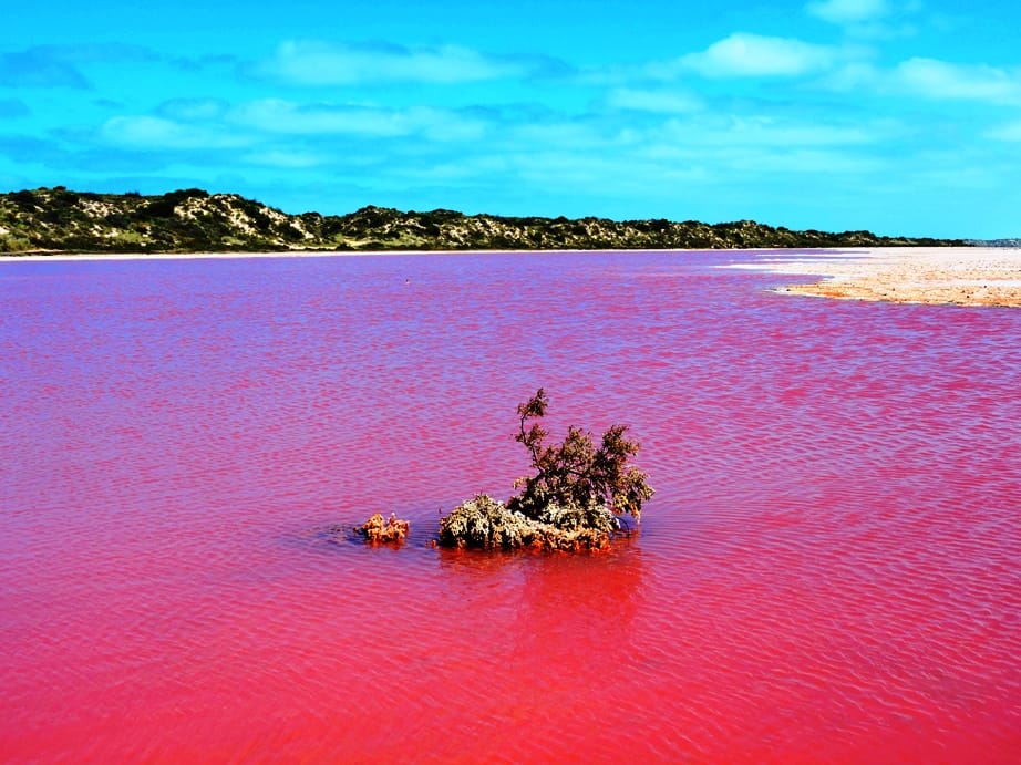 Western Australia 3 Hutt lagoon particolare