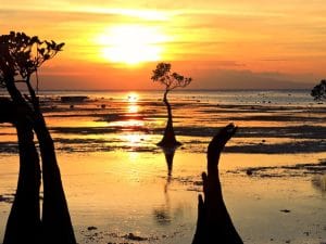 viaggio a Sumba mangrovia nana a walakiri