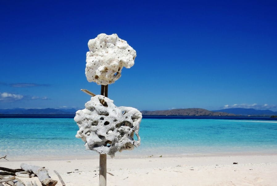 komodo quanto costa un corallo sul blu