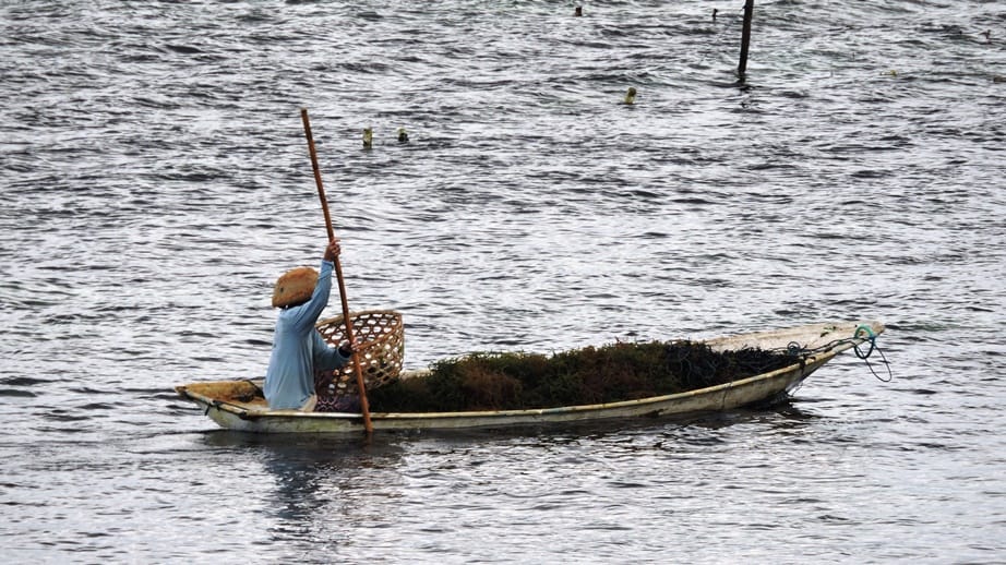 nusa lembongan pescatore e alghe