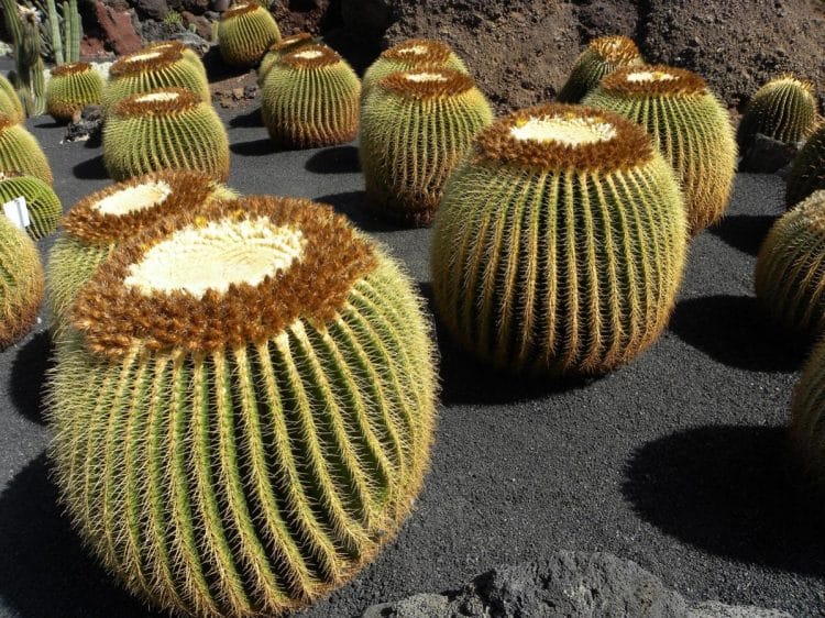 lanzarote Jardin de cactus lanzarote Jardin de cactus