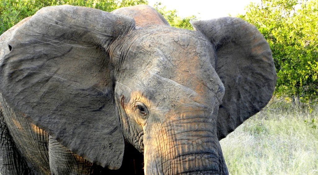Sudafrica sud Africa elefante