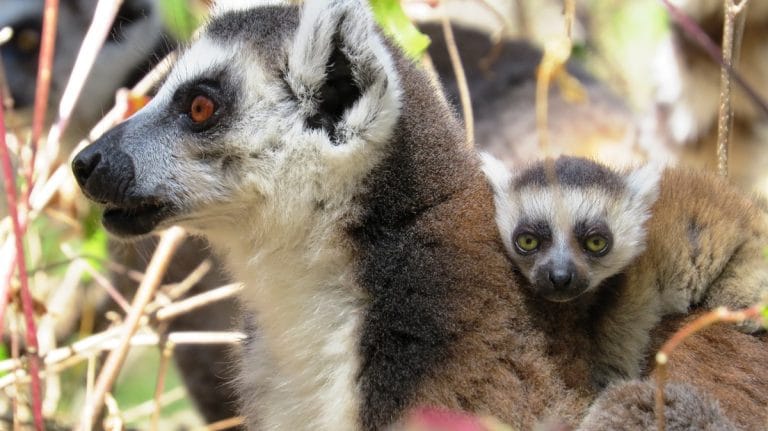 Animali del Madagascar 7 Animali del Madagascar