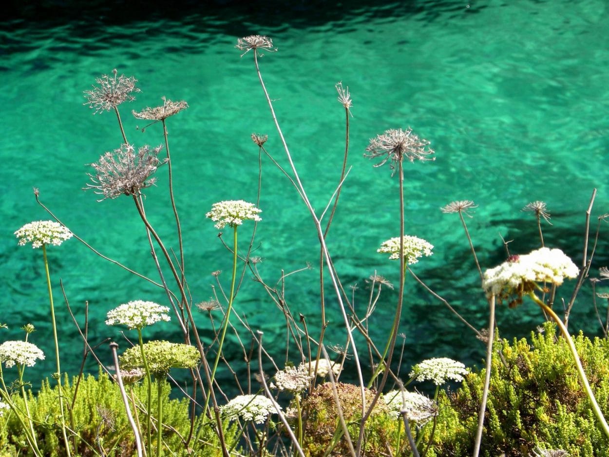 gozo fiori sul mare