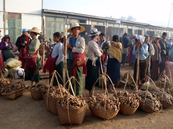 Myanmar kalaw ginger