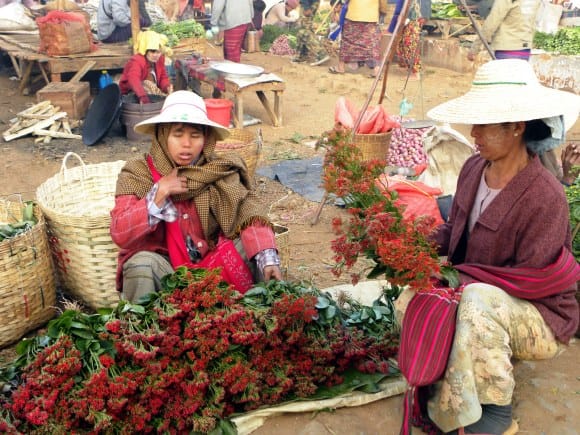 Myanmar kalaw fiori