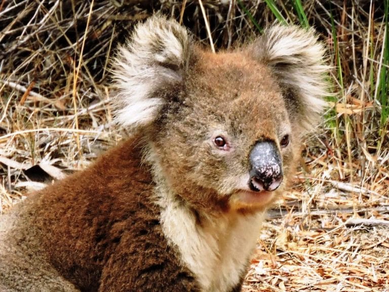 Kangaroo island natura selvaggia 2 South Australia kangaroo koala
