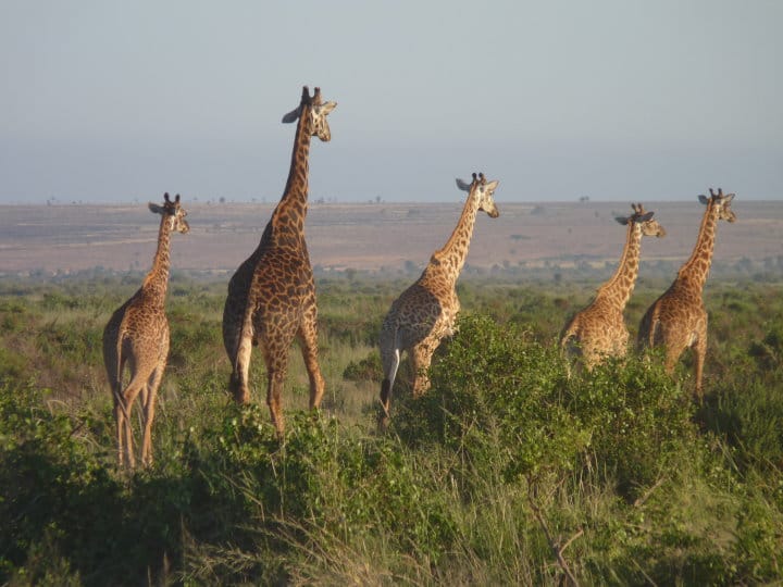 Kenia giraffe