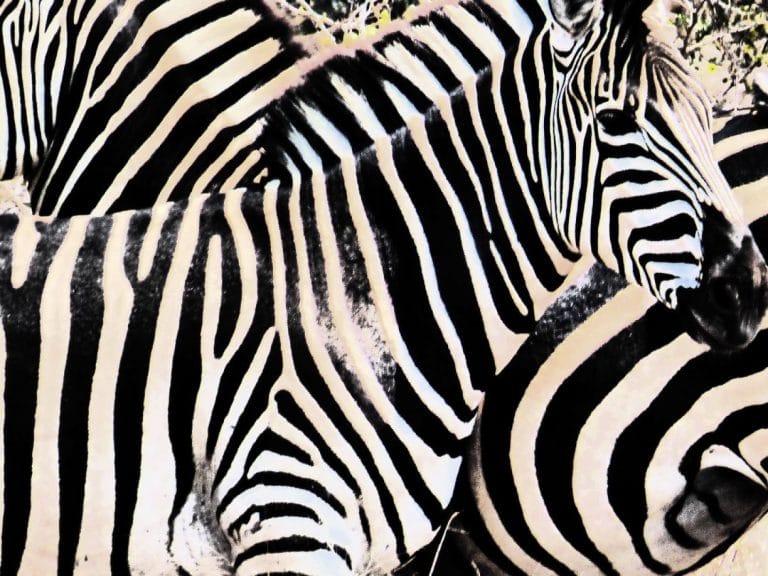 Sudafrica in primavera 3 Sud Africa Zebre-Kruger N.P.
