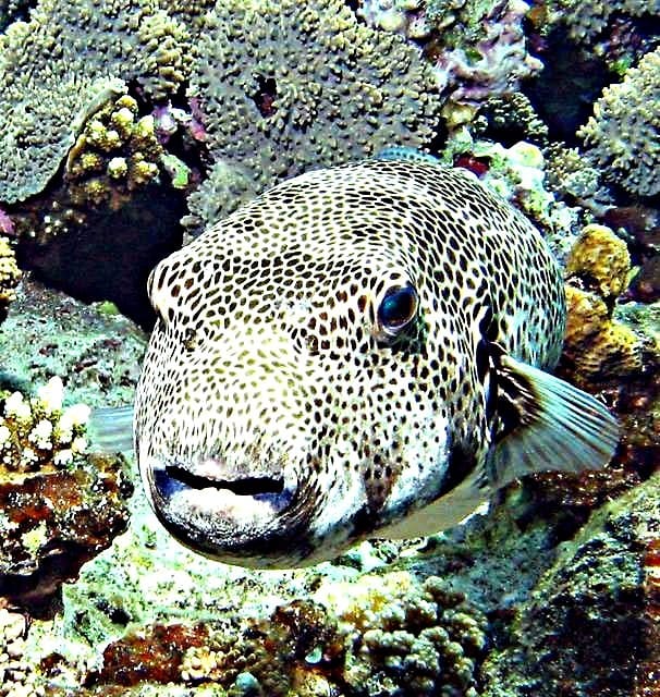 viaggiare eco-friendly pesce palla