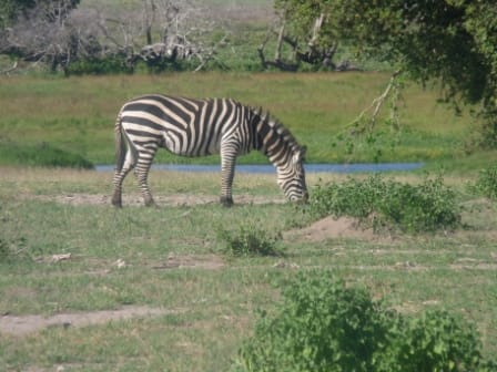 kenia zebra