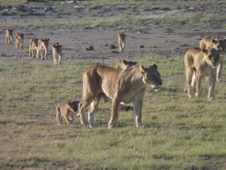 kenia leonessa