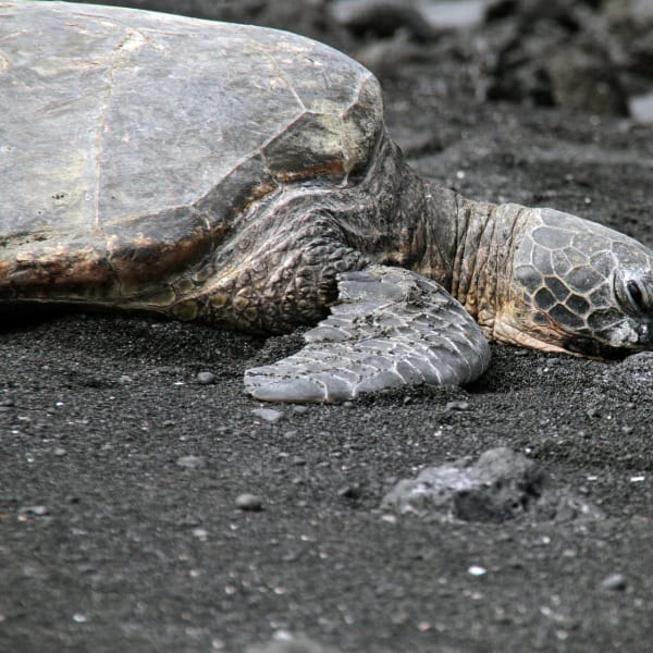 Hawaii Big Island vulcani e natura 4 Hawaii Big Island Punaluʻu Beach