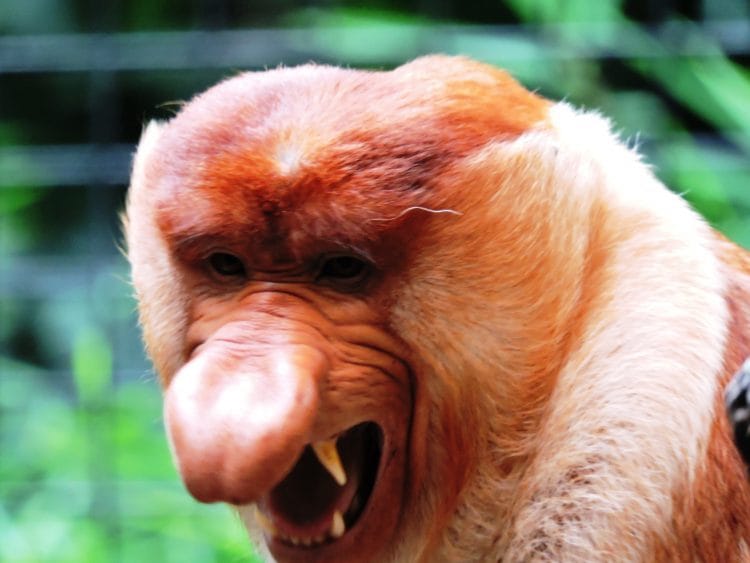 Kalimantan maschio dominante di nasica