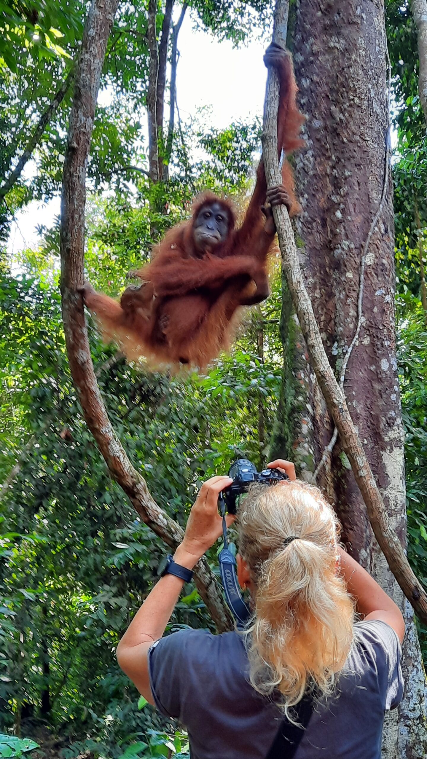 bukit lawang orango primo piano Sumatra io e orango
