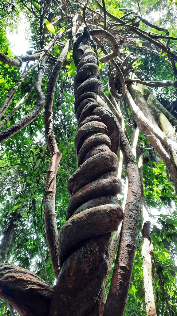 Bukit lawang intreccio Bukit lawang intreccio