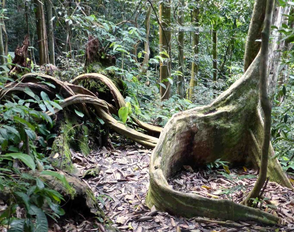 Bukit lawang radici Bukit lawang radici