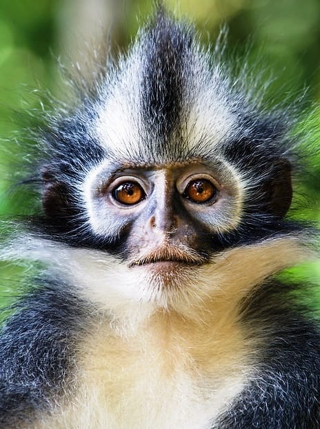 Sumatra Thomas's Leaf Monkey Sumatra Thomas's Leaf Monkey