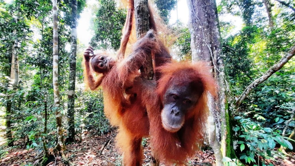 Bukit Lawang cercando gli oranghi 2 Bukit lawang orango e piccolo
