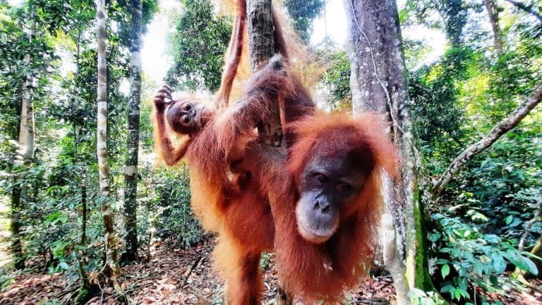 Bukit Lawang cercando gli oranghi 7 Bukit lawang orango e piccolo