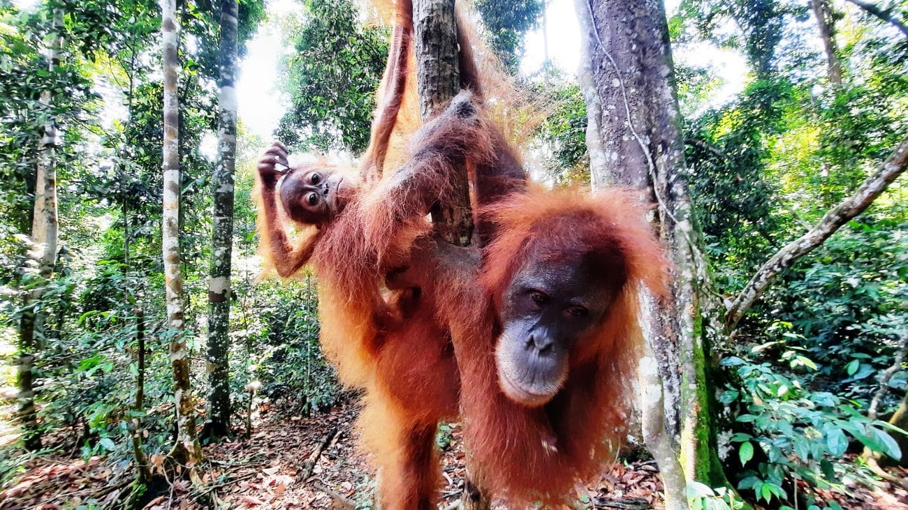 Bukit Lawang cercando gli oranghi 1 Bukit lawang orango e piccolo