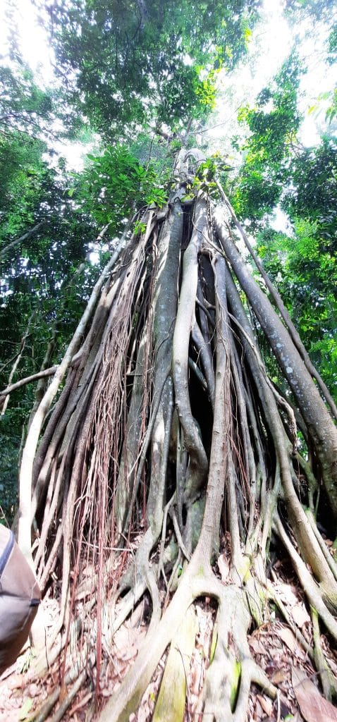 Bukit lawang la foresta Bukit lawang la foresta