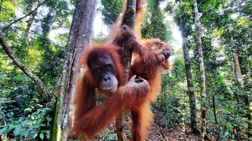 Bukit Lawang cercando gli oranghi 4 bukit lawang meraviglia
