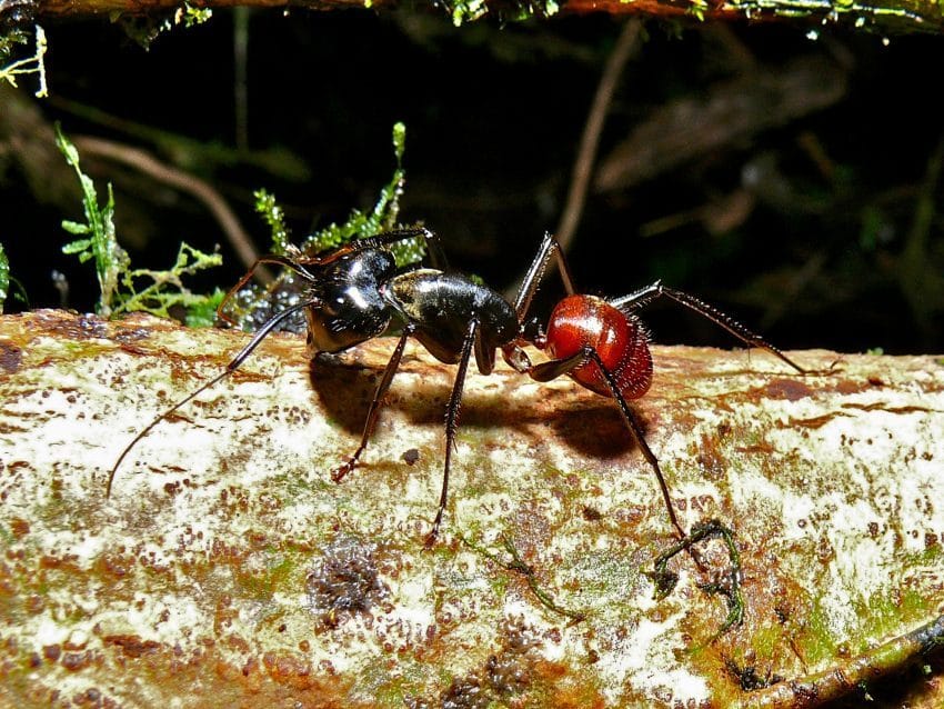 Bukit Lawang cercando gli oranghi 3 formica gigante