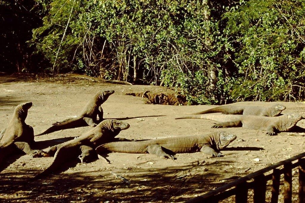 Komodo 1989 Komodo 1989