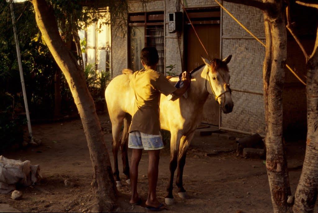 Sumba Timur 1995-kuda Sumba Timur 1995-kuda