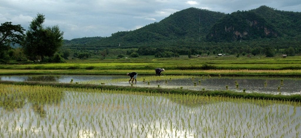 sognando viaggi : Thailandia-contadini-nelle-risaie