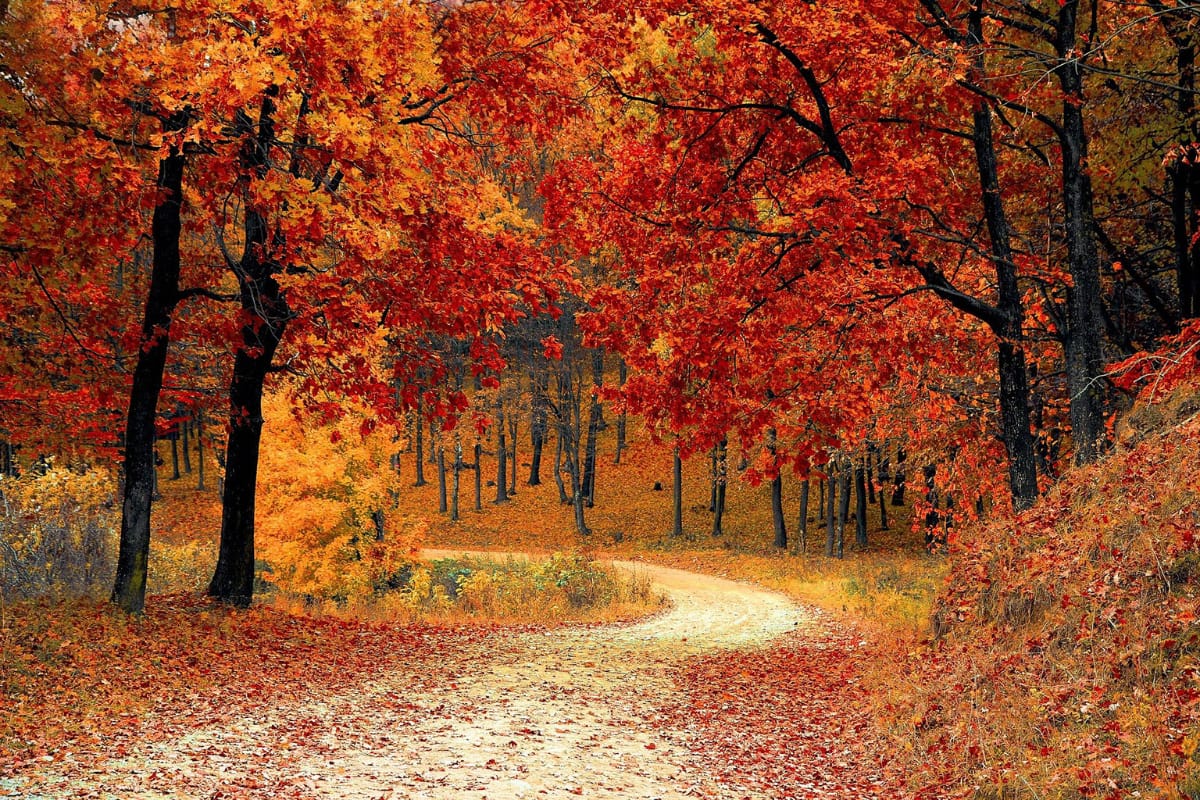 Il foliage negli Stati Uniti 1 il foliage negli Stati Uniti