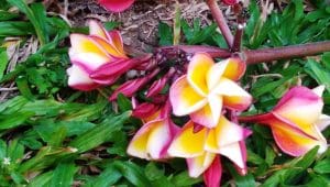 anima orientale fiori di bali