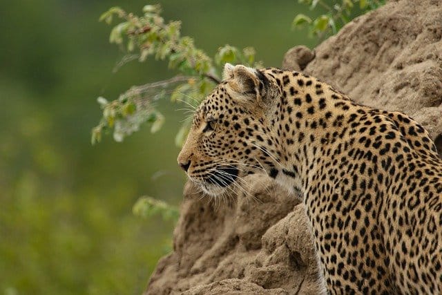 72b0c africa leopardo