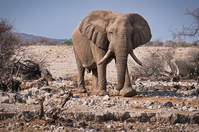 97527 africa elefante