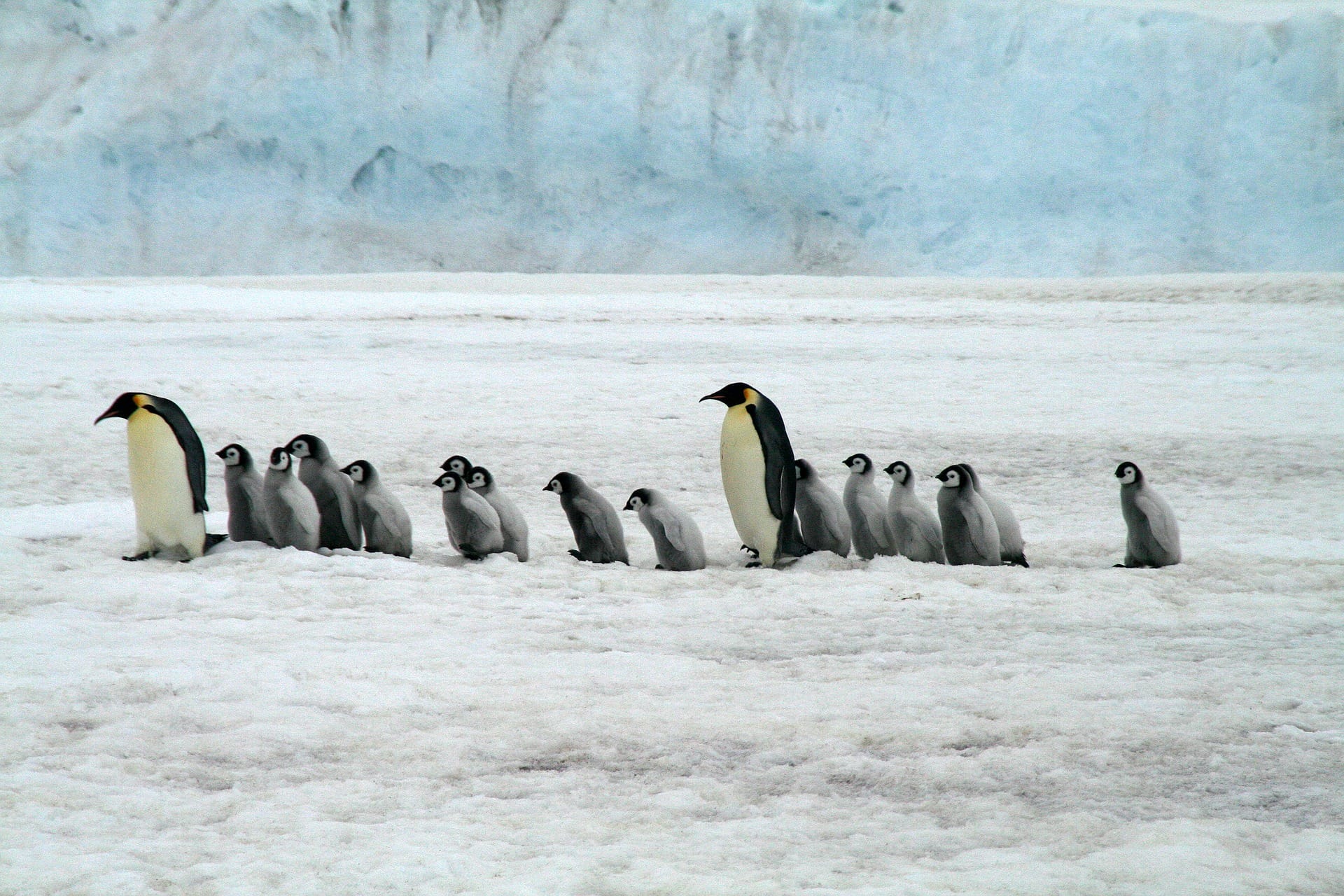 aa02c antartide pinguini