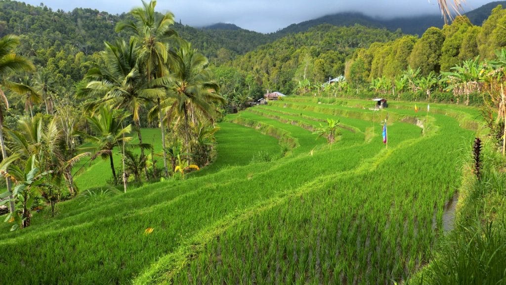 Viaggio è libertà di vivere : risaia Bali Viaggio è libertà di vivere : risaia Bali
