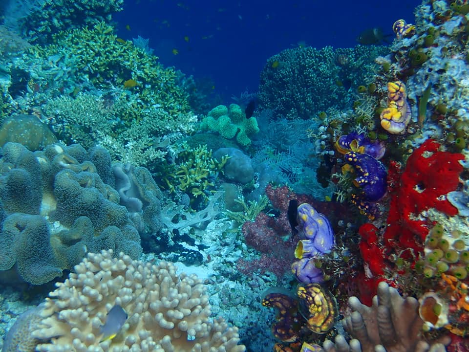 Raja Ampat regno della biodiversità marina Raja Ampat regno della biodiversità marina