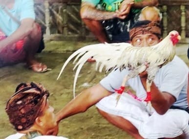 Ngerebeg di Tegalalang 9 tegalalang galli