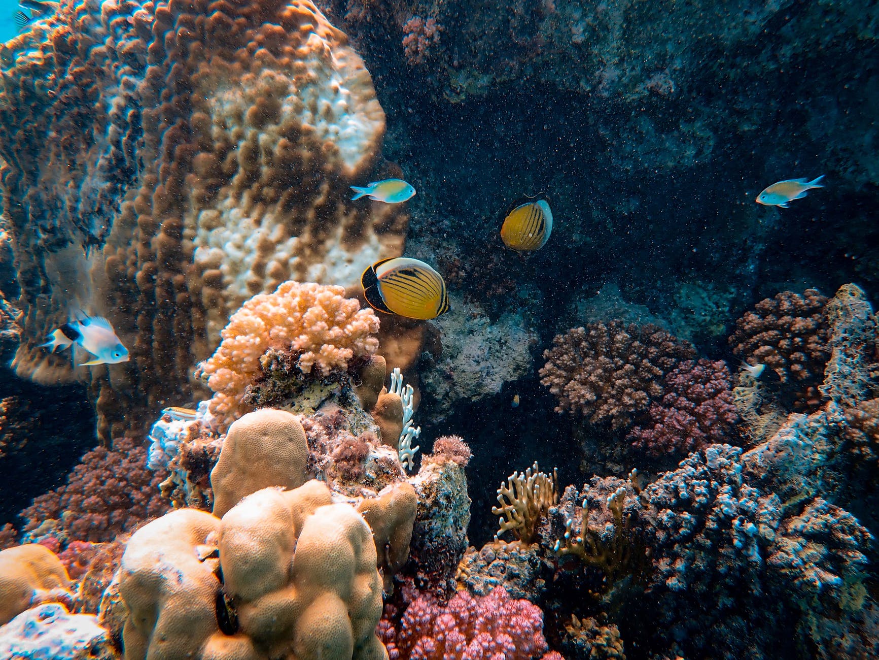 Il reef un tesoro da salvare