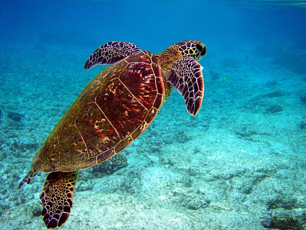 mare di indonesia tartaruga mare di indonesia tartaruga