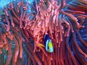 Snorkeling e diving in Indonesia