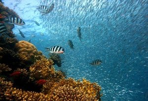 il Reef Indonesia : coralli