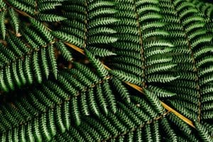 Mentawai popolo della foresta