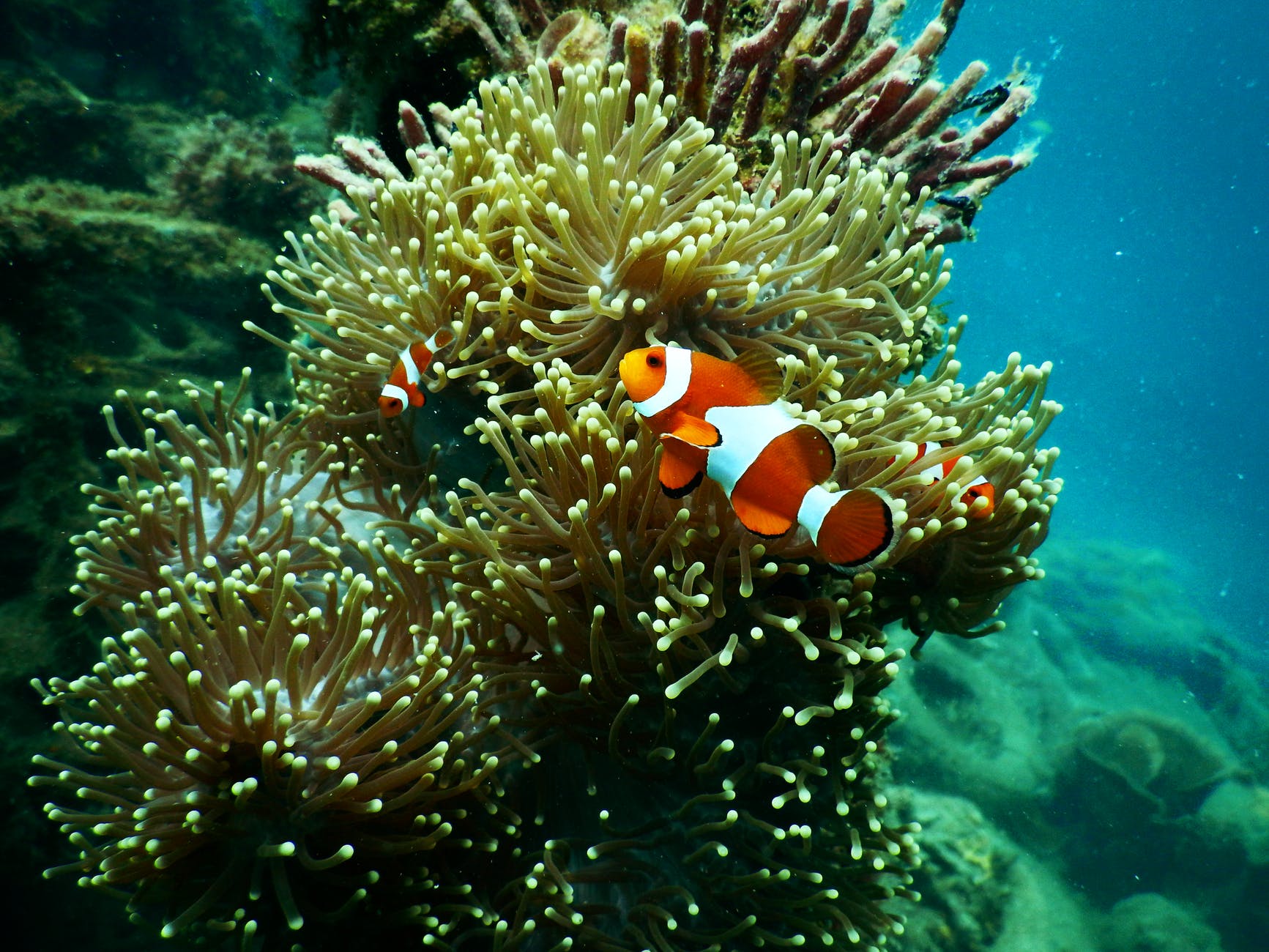 pesce pagliaccio e il suo anemone