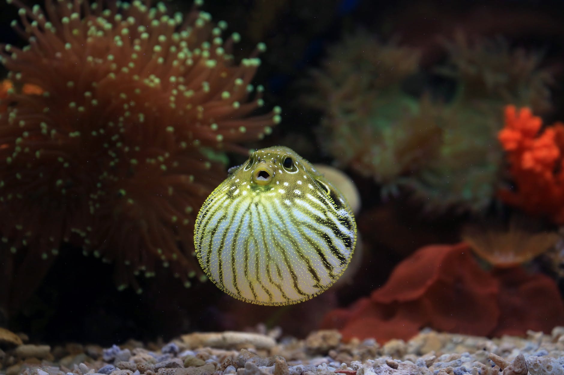 pesce palla 