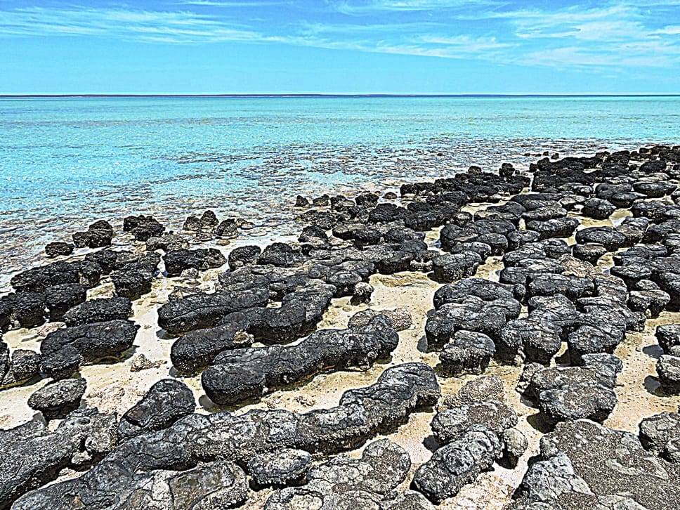 Shark Bay World Heritage stromatoliti Shark Bay World Heritage stromatoliti