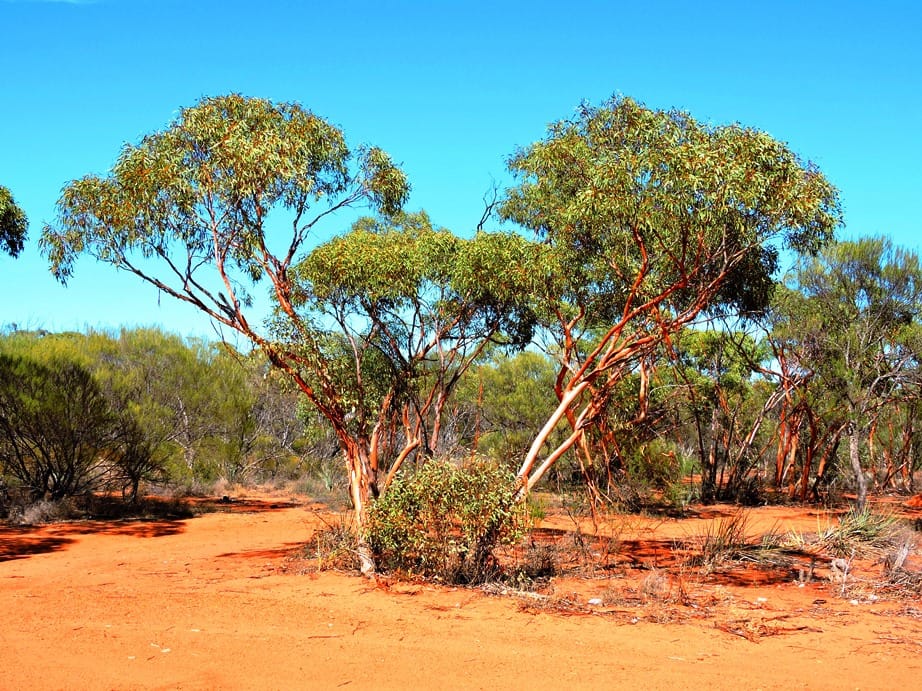 Shark Bay World Heritage lungo la strada Shark Bay World Heritage lungo la strada