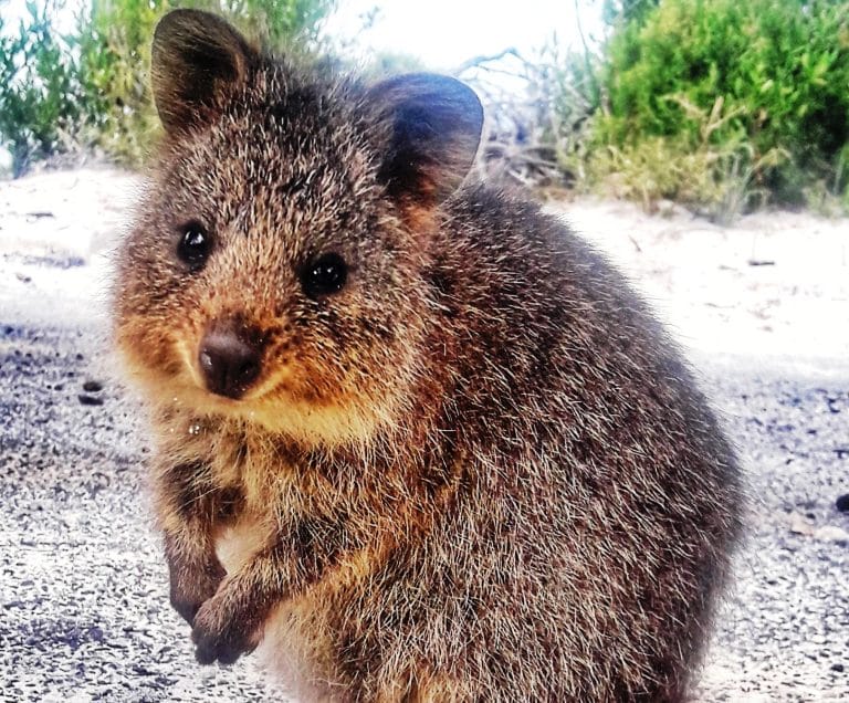 Rottnest 1 Rottnest Quokka