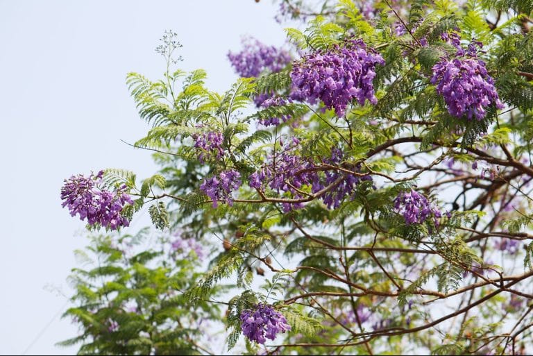 Antananarivo jacaranda fiorita